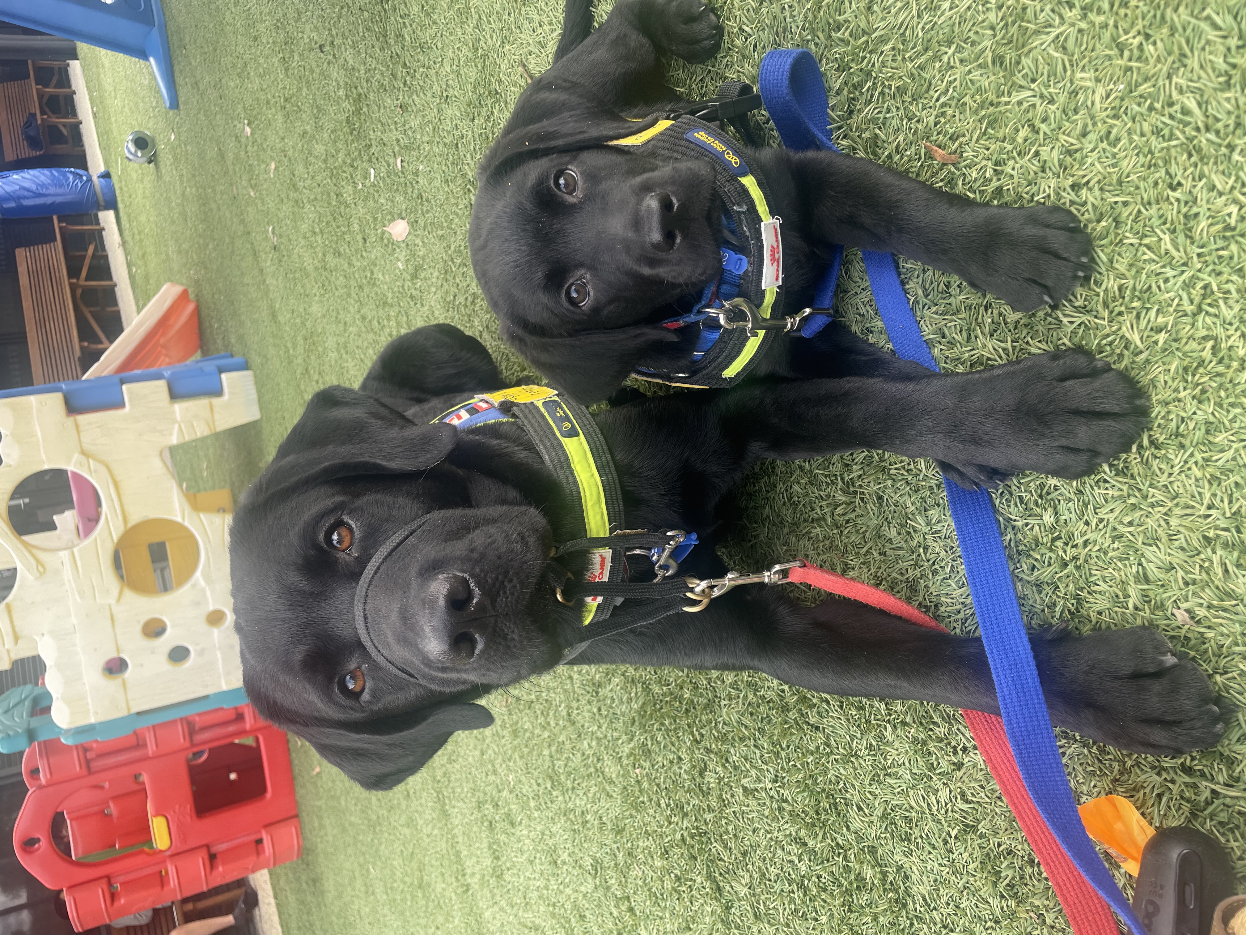 Small Caspar and Bingo