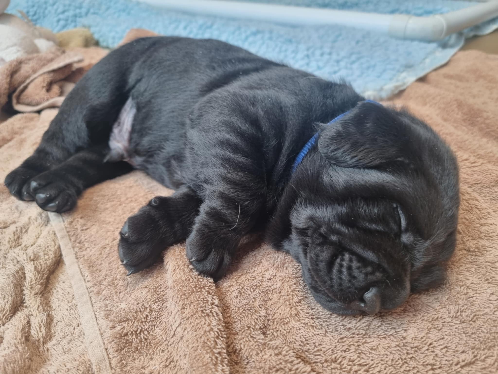 casper-boy-pup1