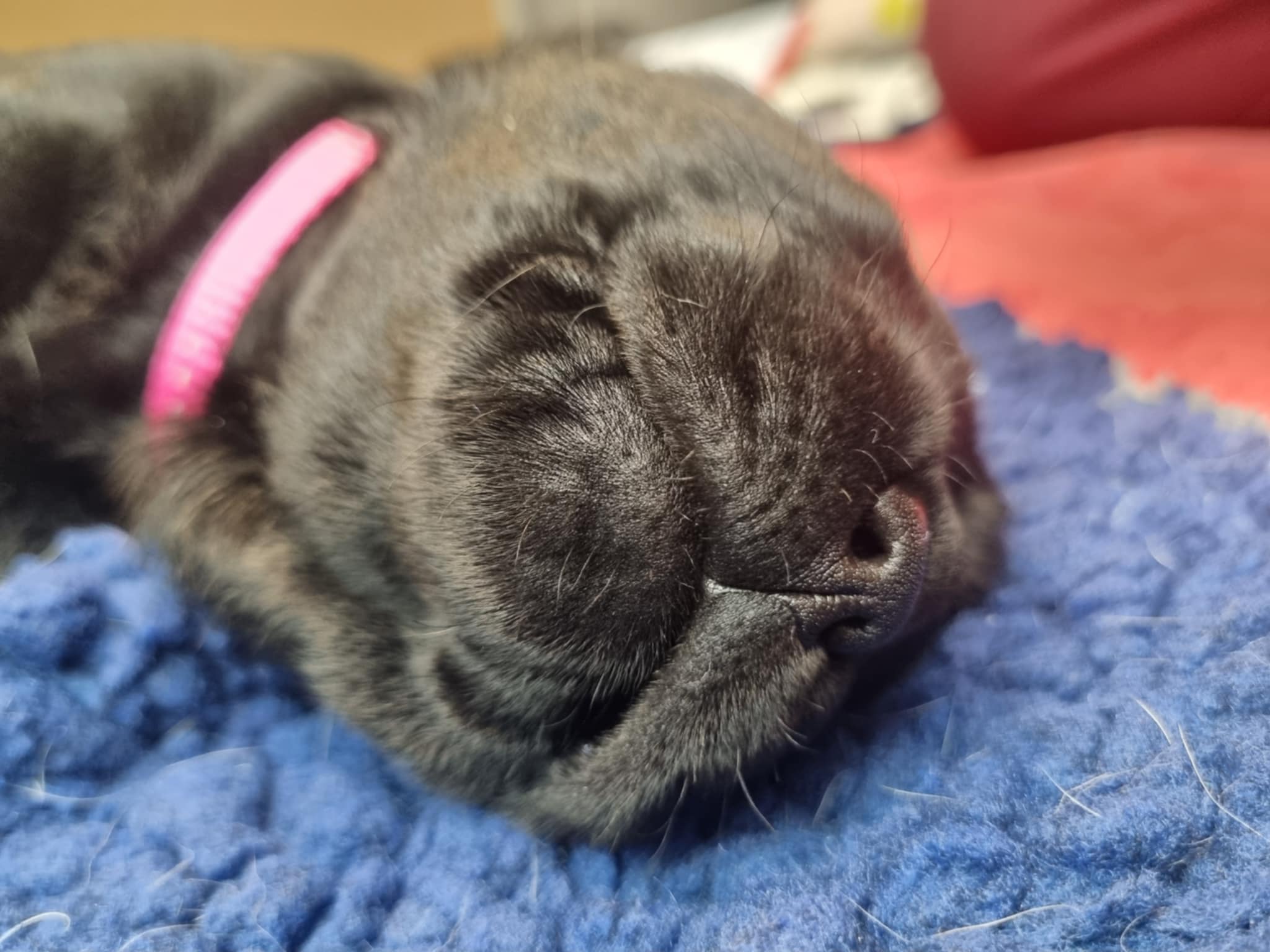 casper-girl-pup3