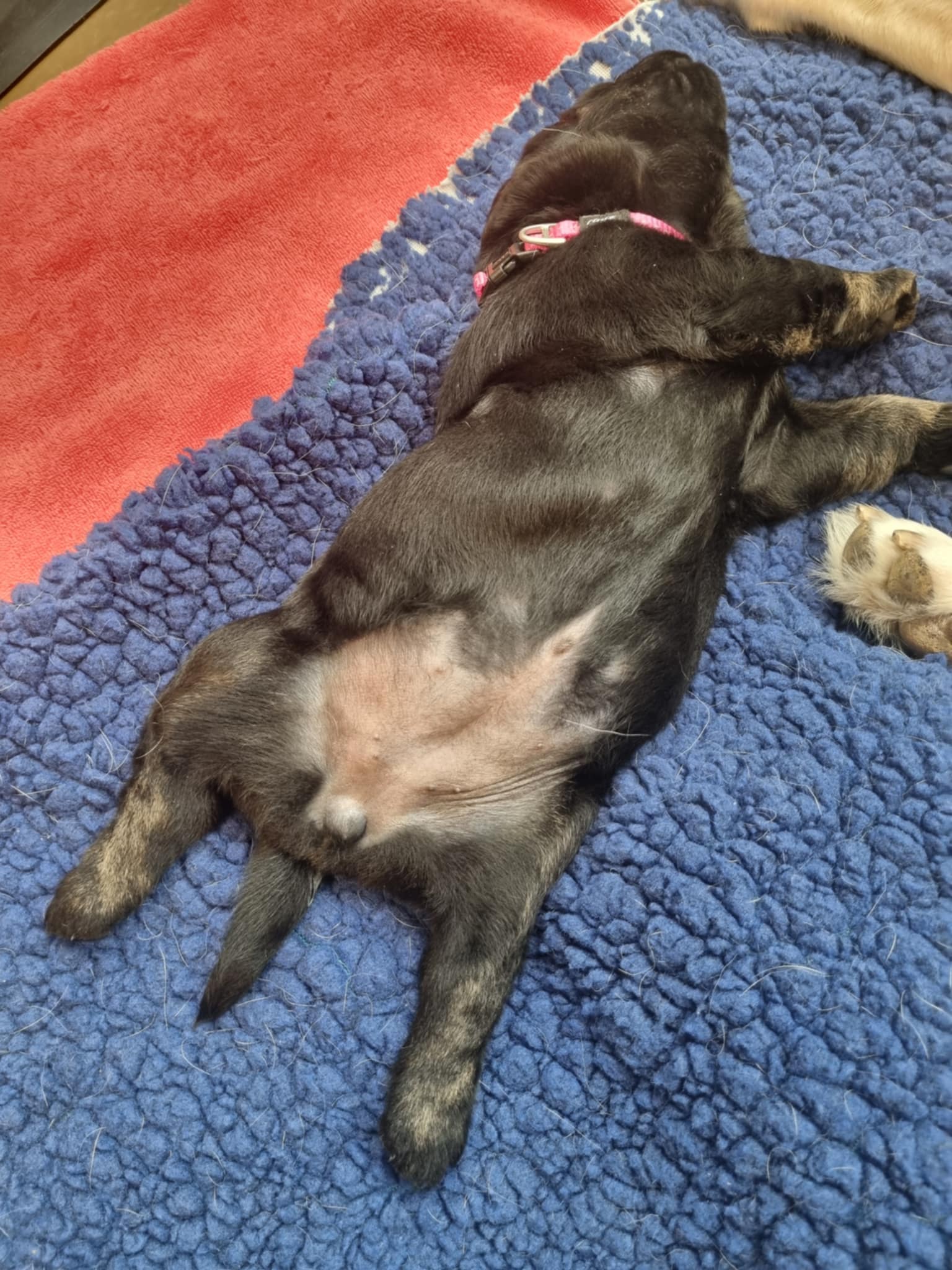 casper-girl-pup4