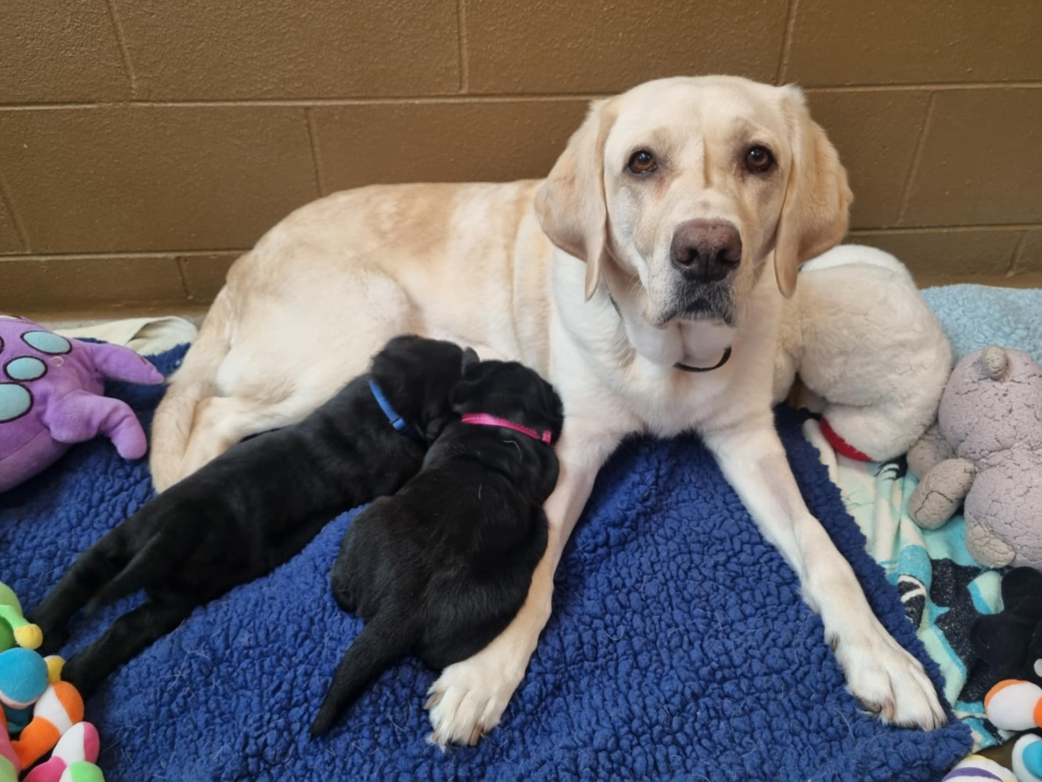 casper-quaver-and-pups5