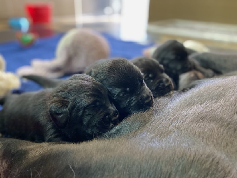 puppies2