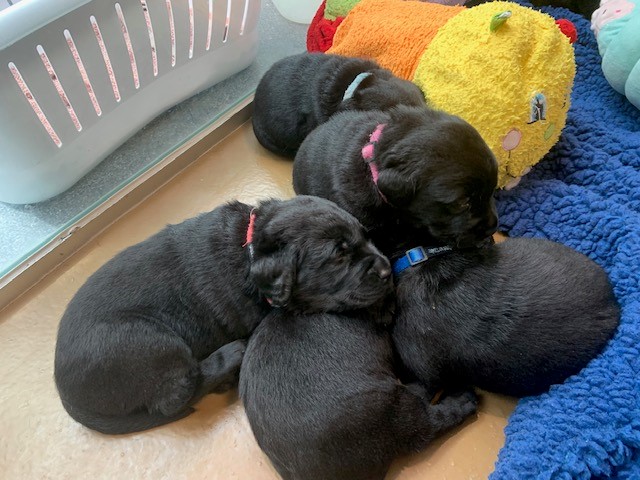 puppies3