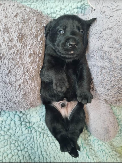 puppies4
