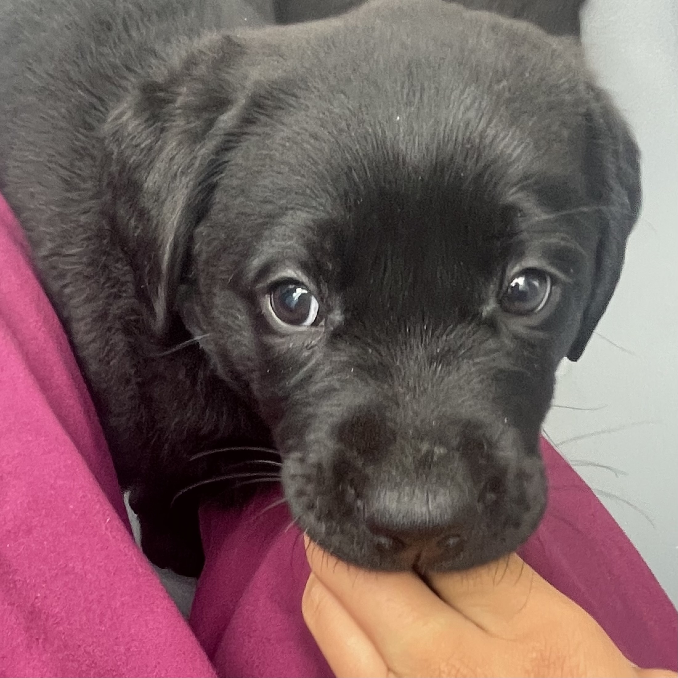 finger-biting-puppy