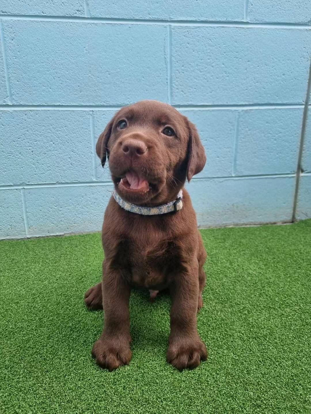 puppy1