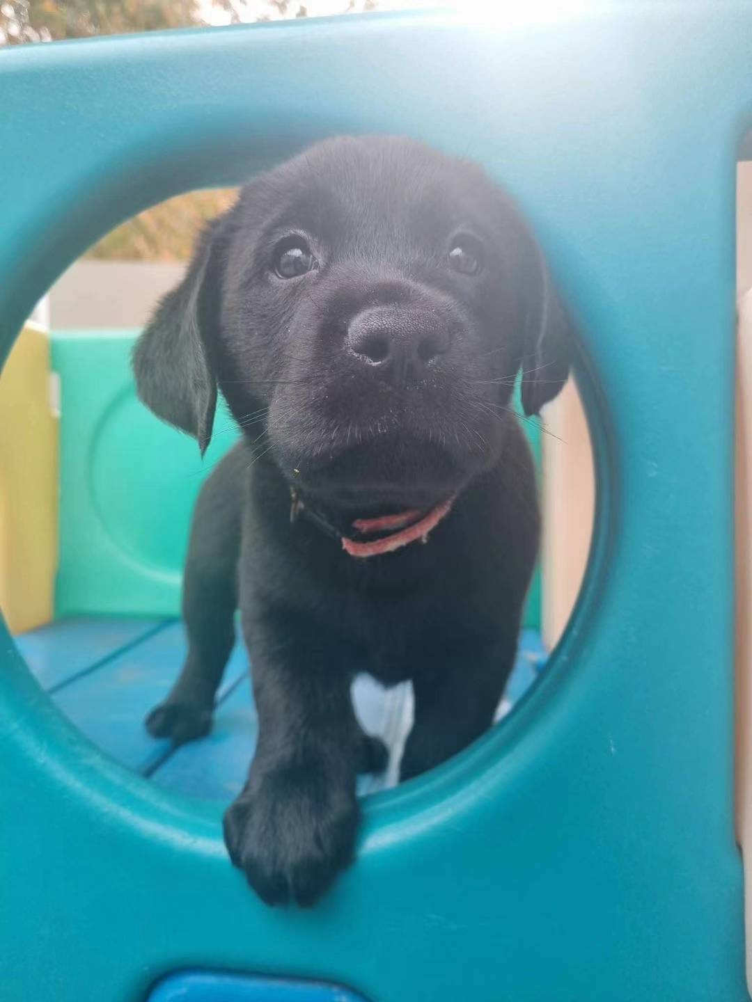 puppy4